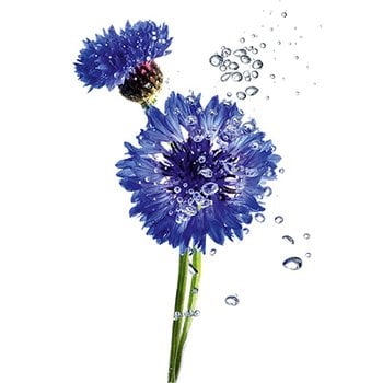 CORNFLOWER