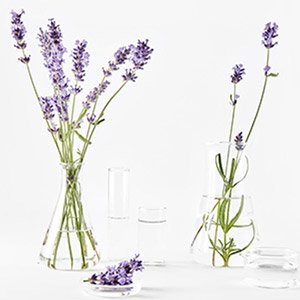 5 Gar Bio Ingredient Lavandin Square WB 2699